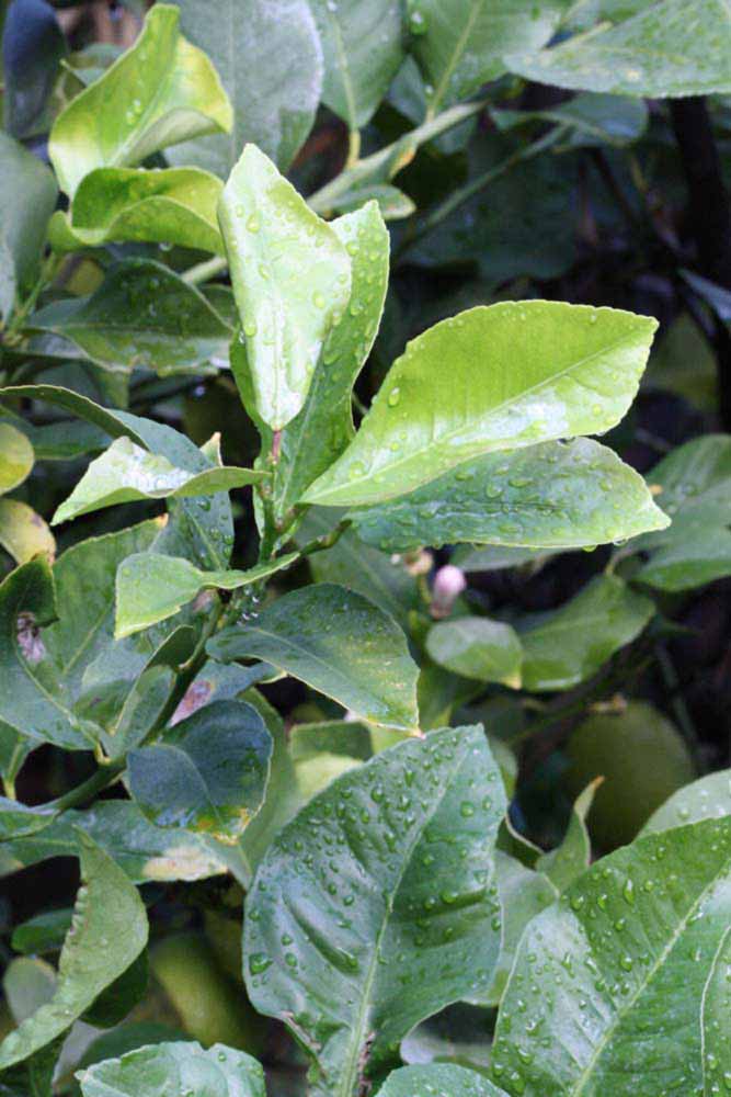            Sun leaves (Corona Foothill, Riverside, CA)   